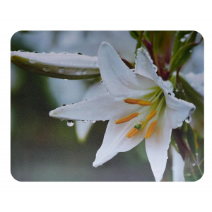 Коврик для мыши Buro BU-M20041 Лилия, фото 