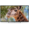 Телевизор Polarline 50" (127см) 50PU11TC-SM, фото 